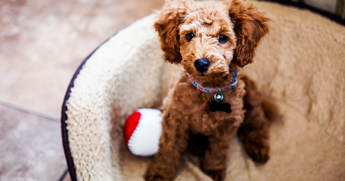 Research shows over twothirds of pet owners spend more on their pets