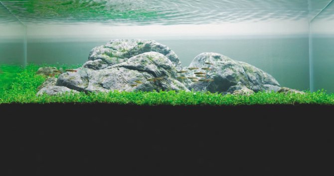 Iwagumi revisited Practical Fishkeeping