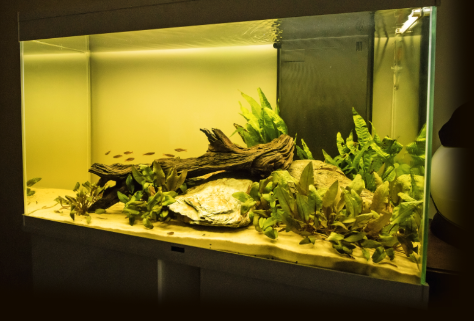 Set up a Kuhli loach hotel! Practical Fishkeeping