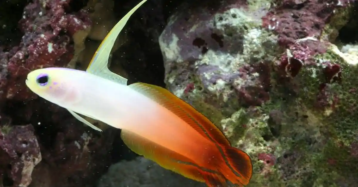 Firefish online goby care