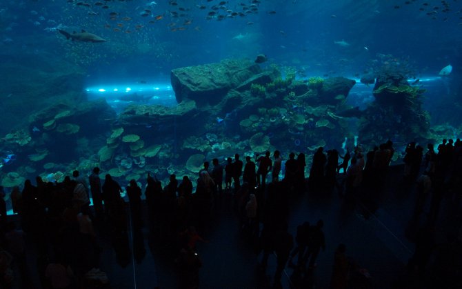 Dubai Mall aquarium reopens after springing leak Practical Fishkeeping