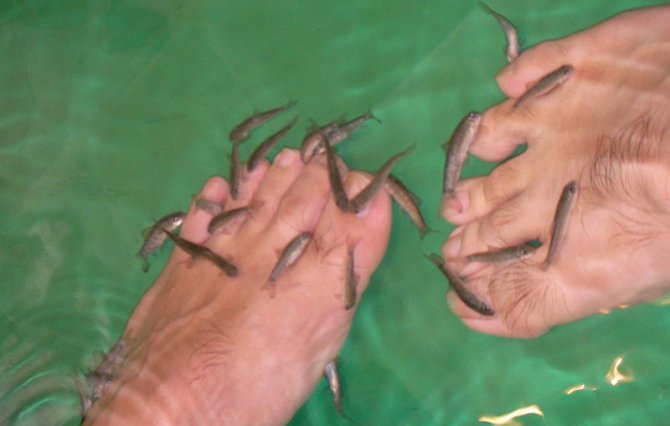 Fish pedicures could spread HIV, says UAE Ministry of Health