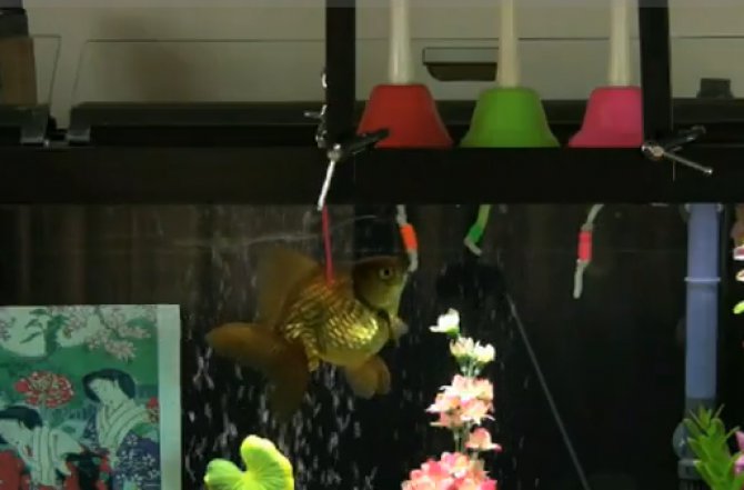 Musical goldfish plays along with Barbra Streisand Practical Fishkeeping