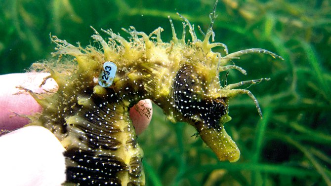 Seahorse protection needs a united effort Practical Fishkeeping
