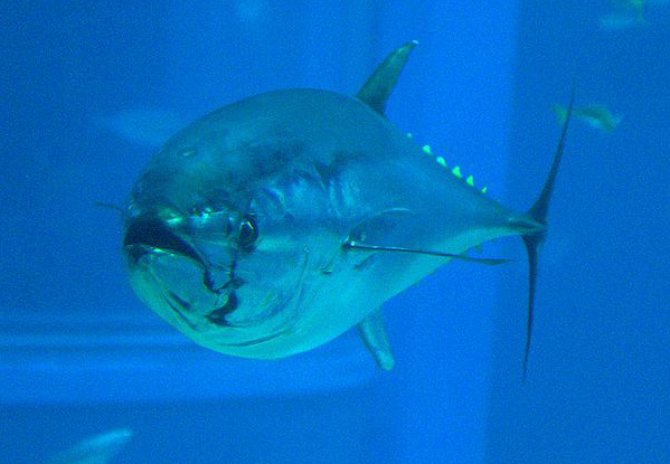 Giant tuna drags diver to the depths Practical Fishkeeping