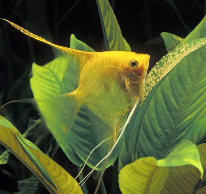 The 10 worst community fish of all time Practical Fishkeeping