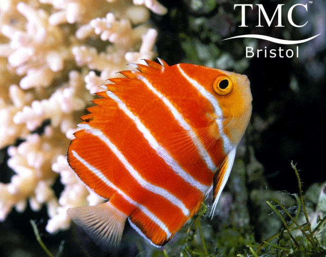 tmc marine fish