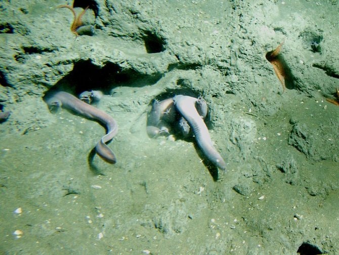 Hagfish eat through their skin Practical Fishkeeping
