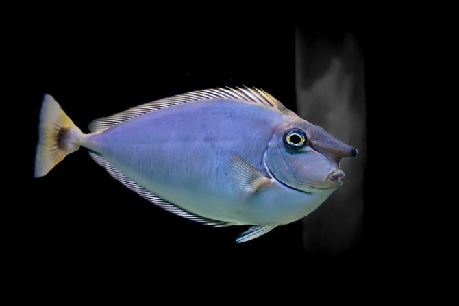 Herbivores are 'critical' to survival of reefs Practical Fishkeeping