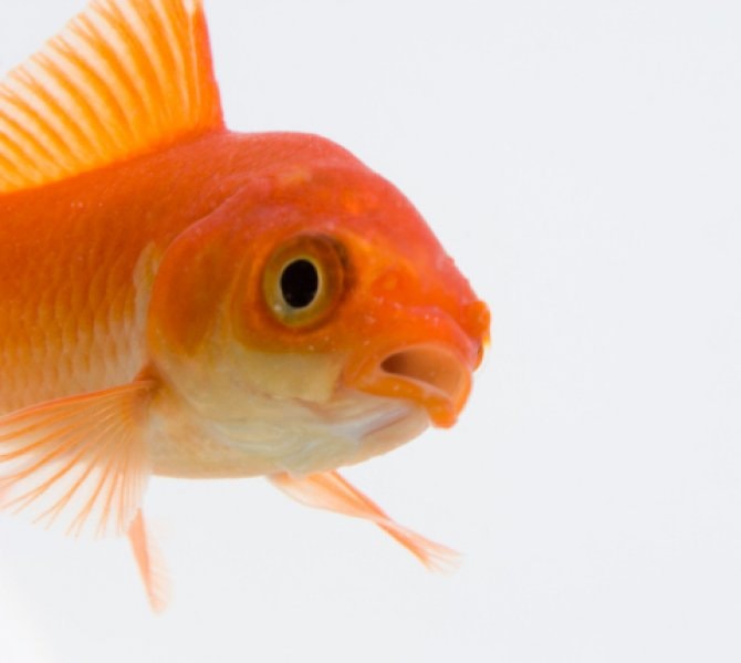 Teenager flushed school's goldfish down the toilet Practical Fishkeeping