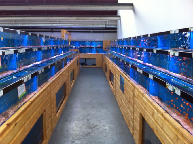 Maidenhead aquatics stores best sale