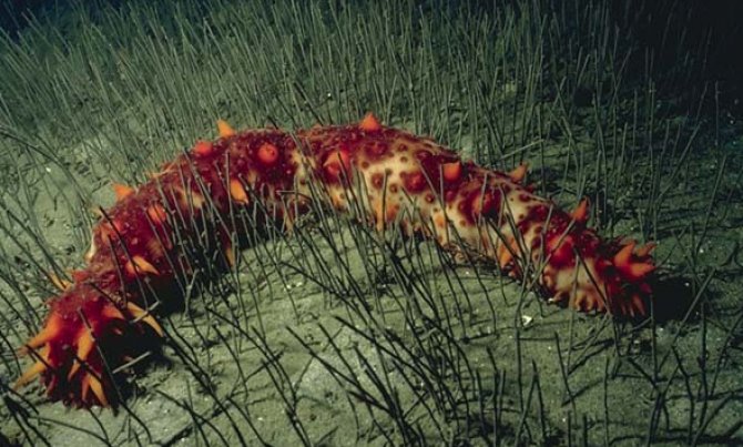 Alaskan sea cucumber farming could help bolster native stocks