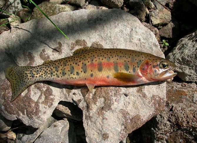 Kill a trout to save a trout Practical Fishkeeping