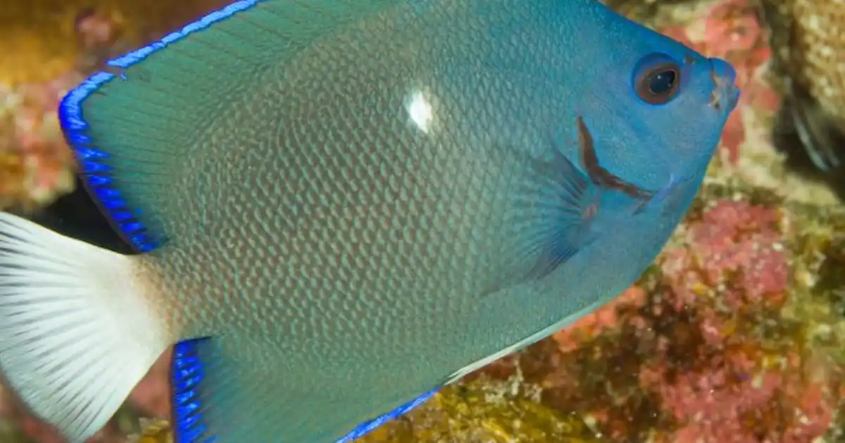 Мятный ангел рыбка фото Мятный ангел рыбка фото