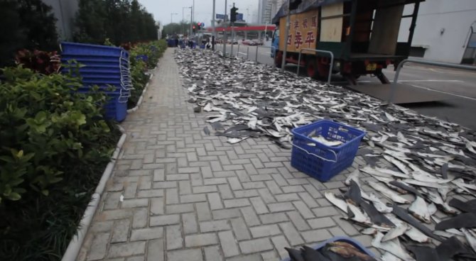 Shocking video: How many sharks died for this? - Practical Fishkeeping