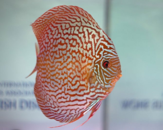 Discus show proves a real winner Practical Fishkeeping