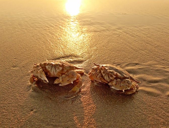 Crabs rescued from lift Practical Fishkeeping