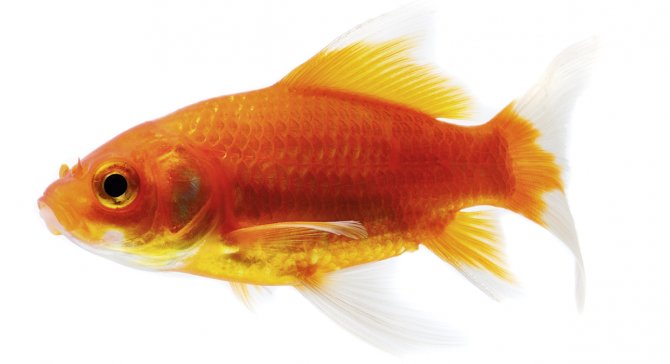 'Amnesty pond' to be created for unwanted fish Practical Fishkeeping