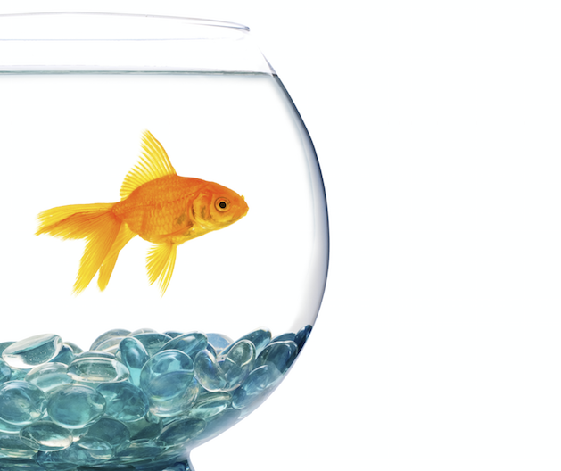 PetSmart to pay 4.25 million fine for not reporting faulty fish bowls