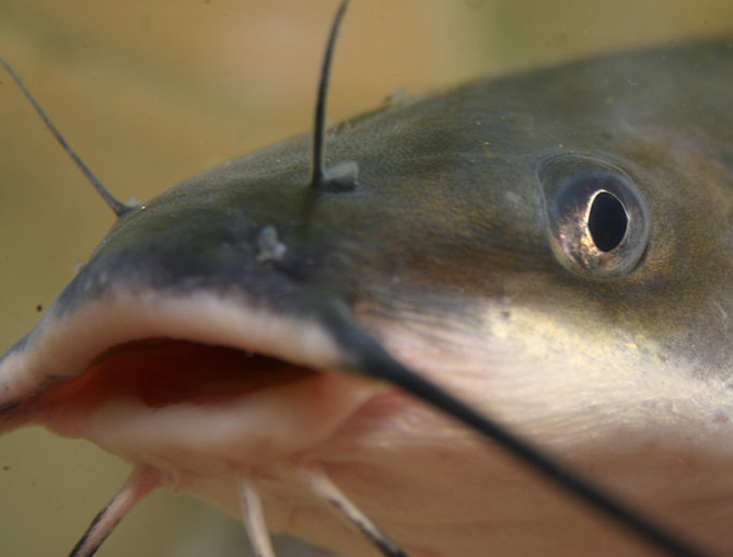 Catfish stabs teenager in the neck Practical Fishkeeping