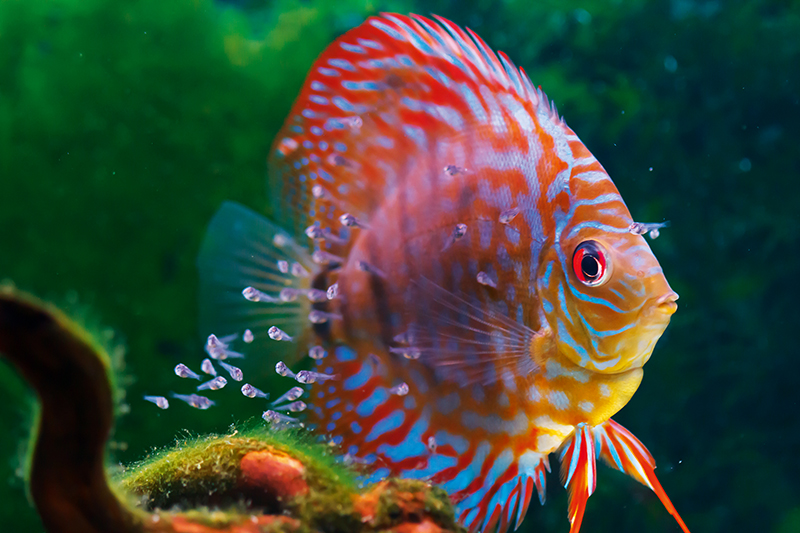 How can I make water changes easier? Practical Fishkeeping