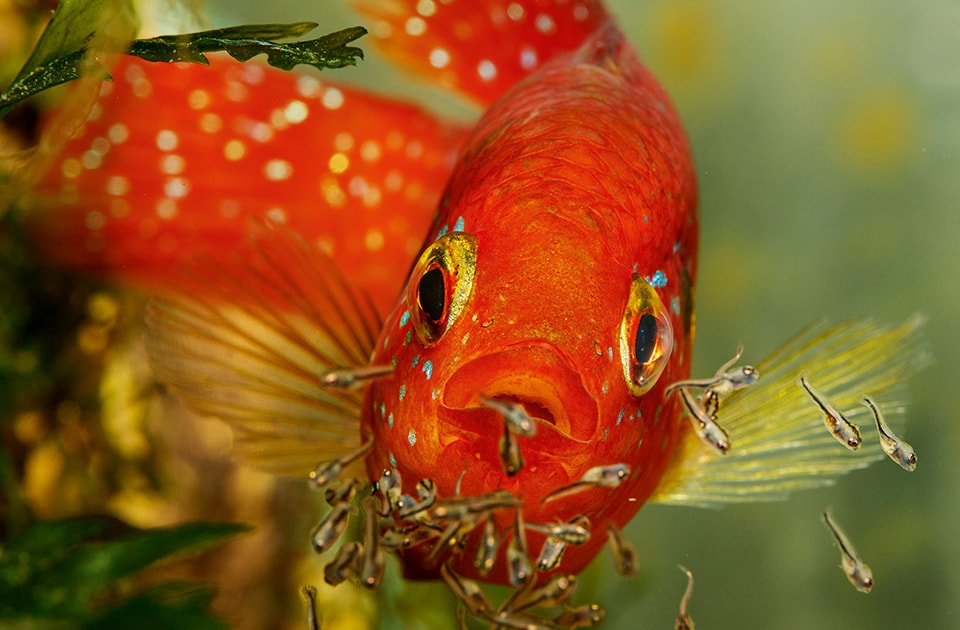 A day in the fish house Practical Fishkeeping