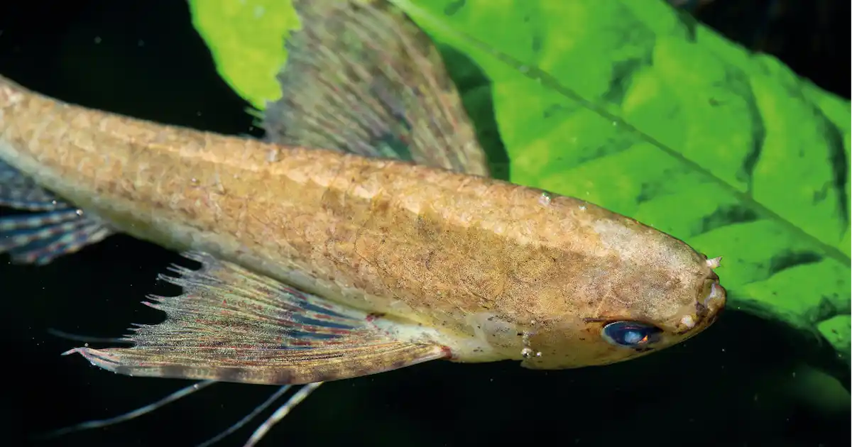 Oddball fish deals store