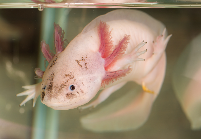 Are Axolotls easy to keep? A Complete Guide to Caring for Axolotls Practical Fishkeeping