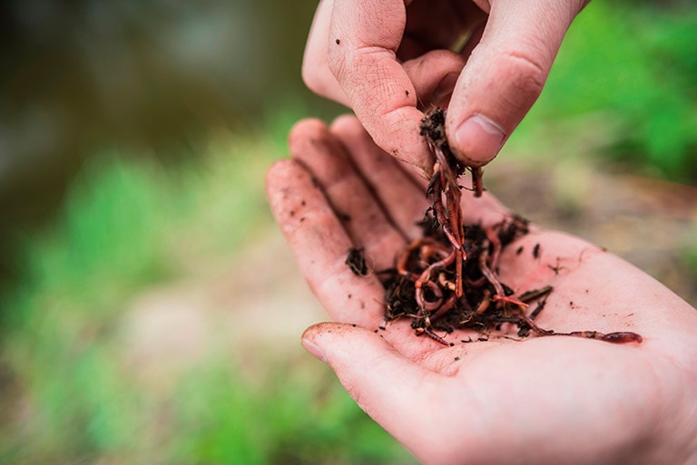 Can I feed earthworms to my fish? Practical Fishkeeping