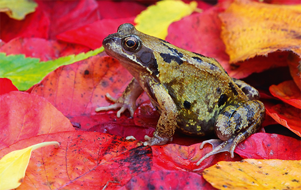 Did this frog eat my fry? Practical Fishkeeping