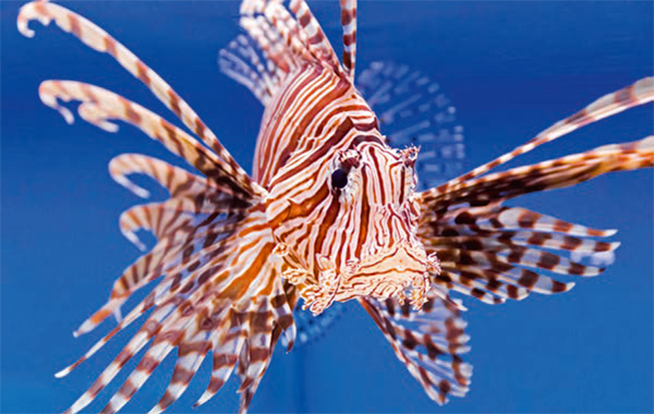 Will my lionfish’s fin grow back? Practical Fishkeeping