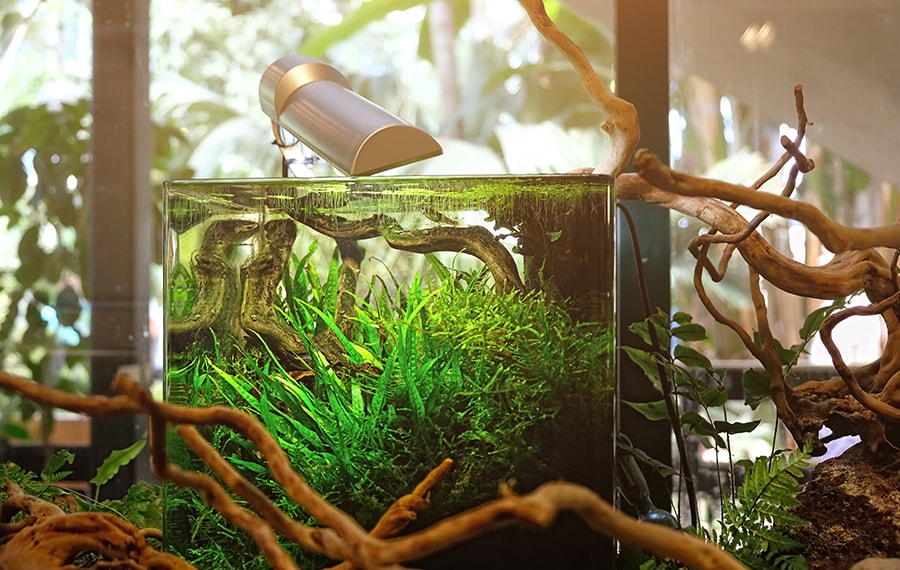 What fish can I keep in my small tank? Top six fish for your nano