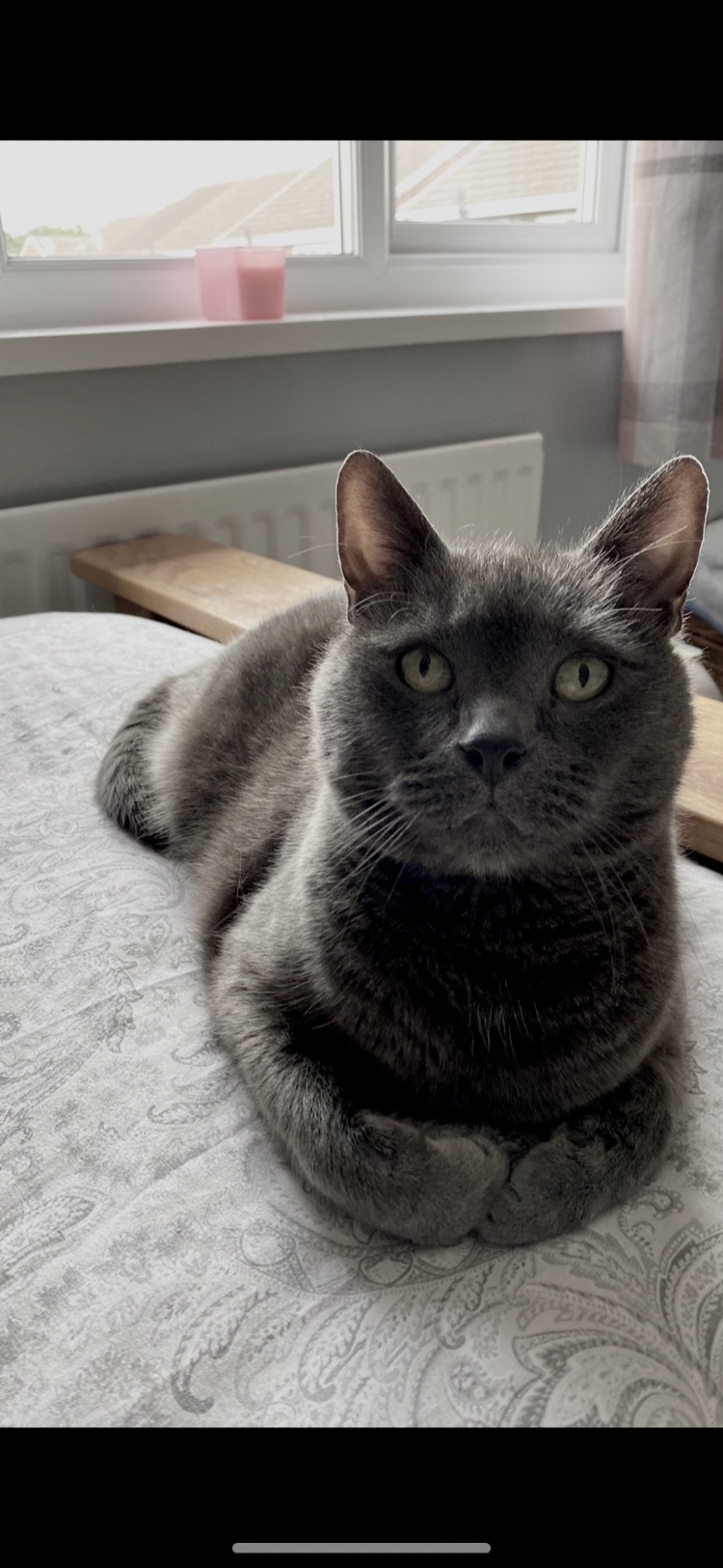 Benjamin Joanne Milligan Your Cat