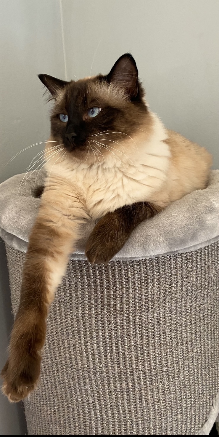 Hugo Joanne Milligan Your Cat