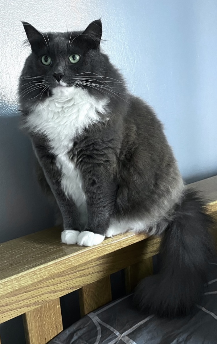 Luna Joanne Milligan Your Cat