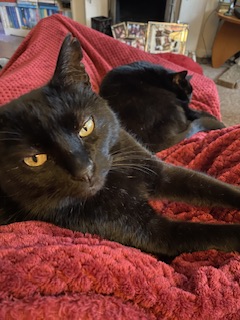 Bem & Lottie Vanessa Jeffery Your Cat