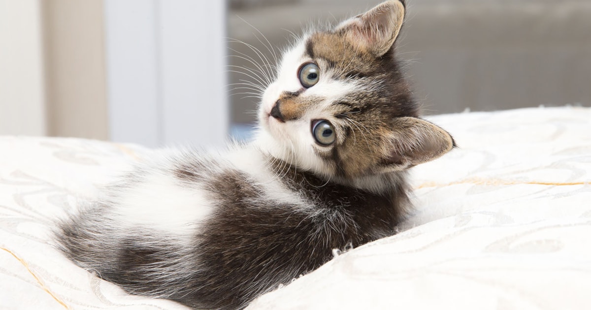How do I choose a healthy kitten? Your Cat