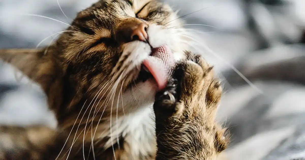 Why Is My Cat Over Grooming Your Cat why-is-my-cat-over-grooming-your-cat