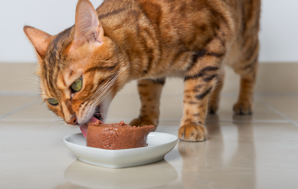 Why do cats need meat in their diet? Your Cat