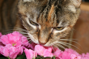 bach flowers for pets