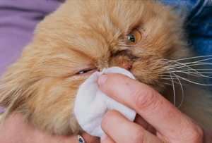 Our cat has breathing difficulties! Your Cat