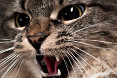 Why does my cat turn aggressive? Your Cat