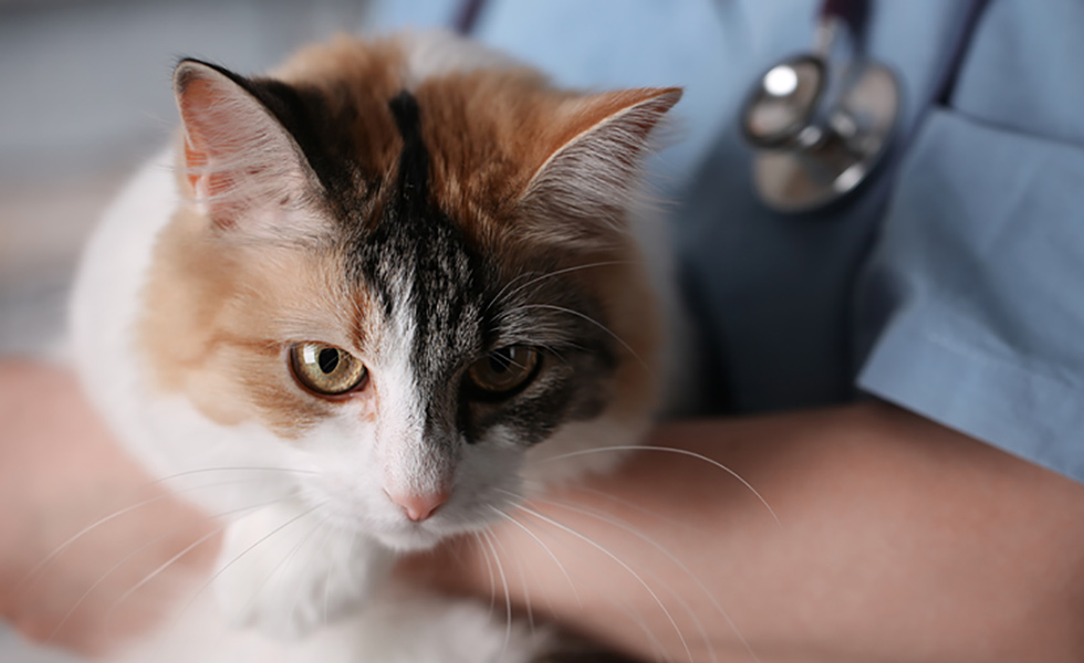 10 things your vet needs to know Your Cat