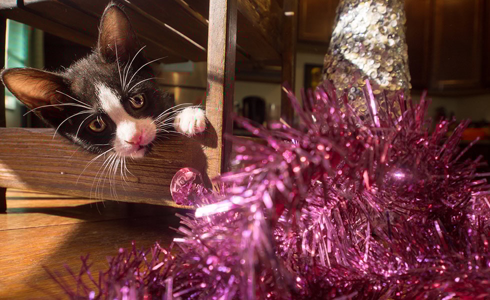 What will happen if my cats eats tinsel? Your Cat
