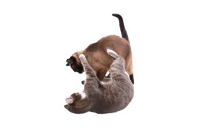 Why do my cats attack each other? Your Cat