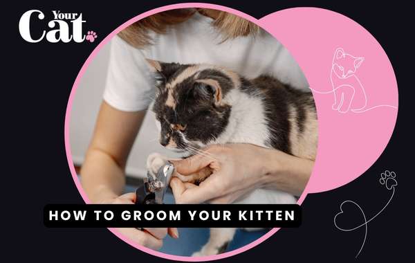 How to groom your kitten Your Cat
