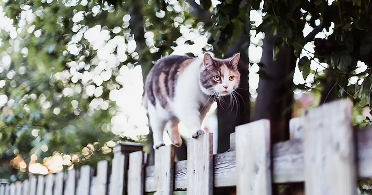 How Can I Stop Other Cats Visiting My Garden Your Cat How Can I Stop Other Cats Visiting My Garden Your Cat