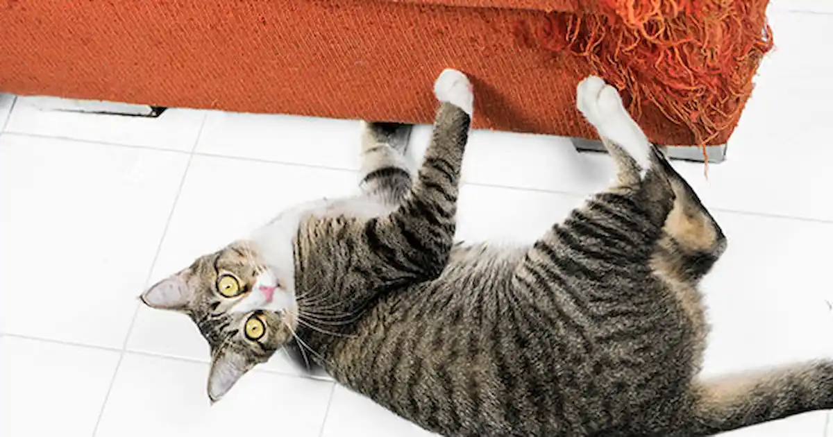 How Do I Stop My Cat From Scratching The Furniture Your Cat How Do I Stop My Cat From Scratching The Furniture Your Cat