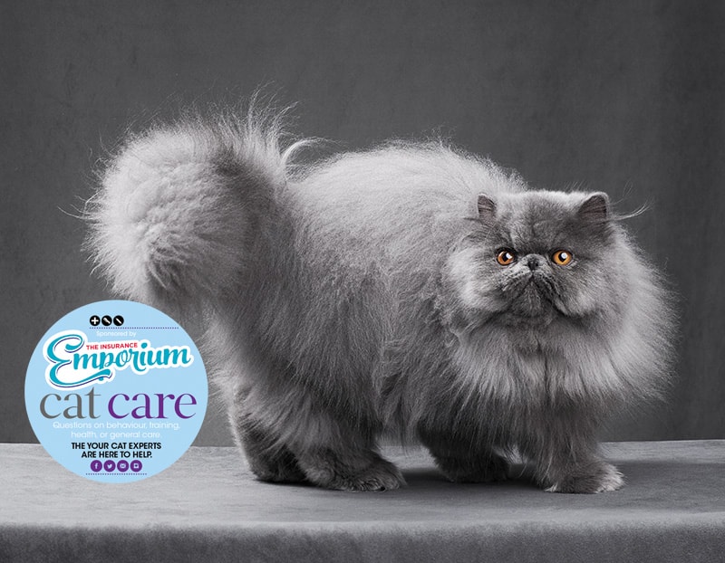 Grooming a Persian Your Cat