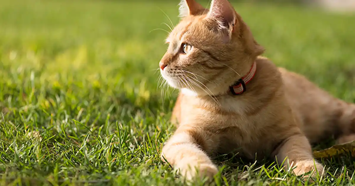 Can an indoor cat become an outdoor cat Outlet